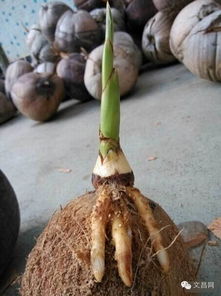 美食 只知道喝椰子水的你們, 椰子心 吃過嗎